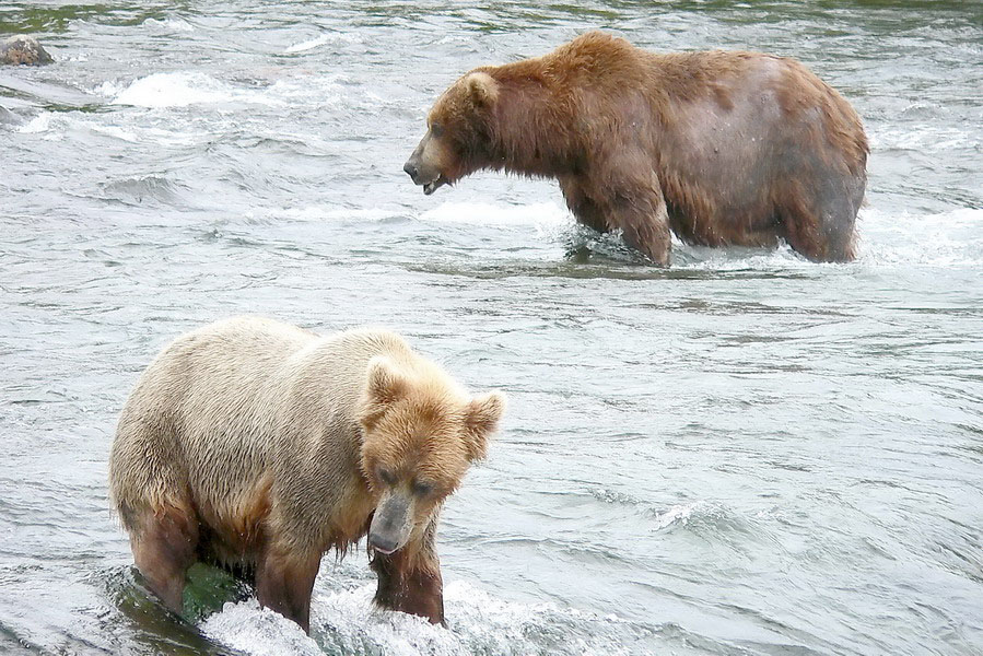 Alaska Katmai 96