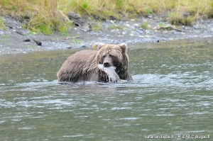 Le festin de l'ours