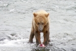 Alaska Katmai  130  1163