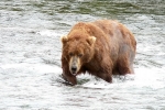 Alaska Katmai  86  1402