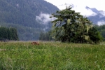 Grizzli Great Bear Rainforest 49 1560