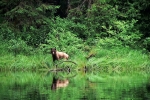 Grizzli Great Bear rain Forest 02 1540