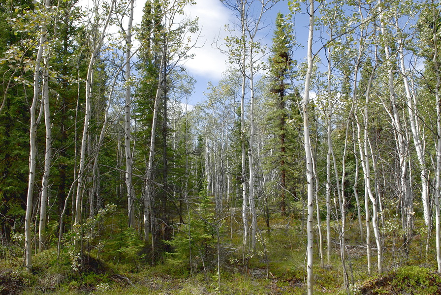 Site DEMPSTER HWY 0362 redimensionner